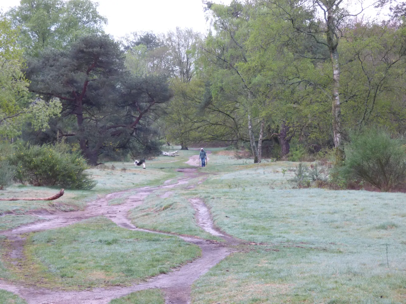 De groenexplosie op de heide bij Hilversum - Chris Meewis
