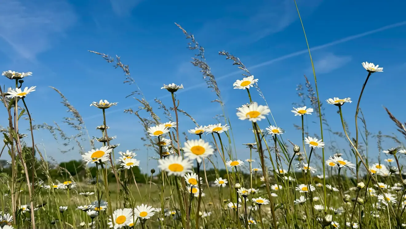 Hoe wordt de komende zomer? - Jolanda Bakker