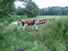 De dag begon op veel plaatsen grijs en wat nattig - Chris Meewis