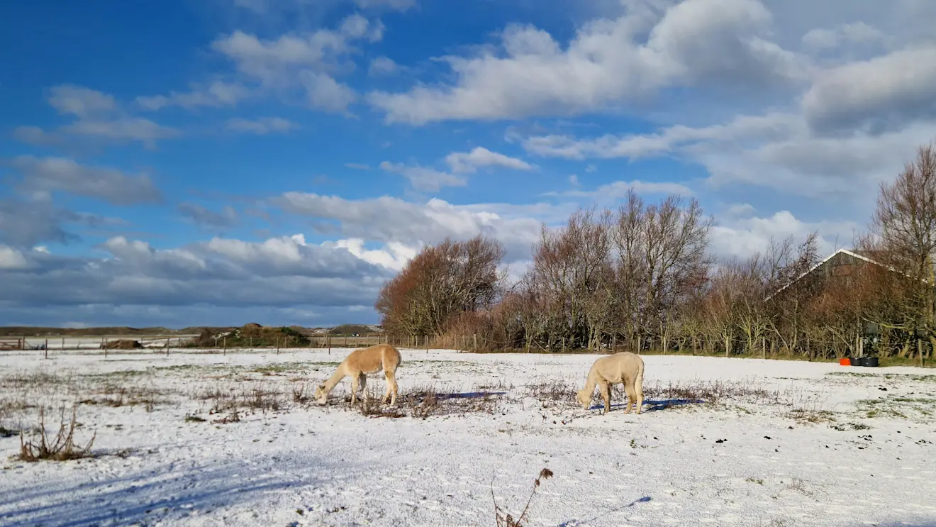 Maar er is vooral veel te genieten, zoals voor deze alpaca's op Texel - Frans Alderse Baas