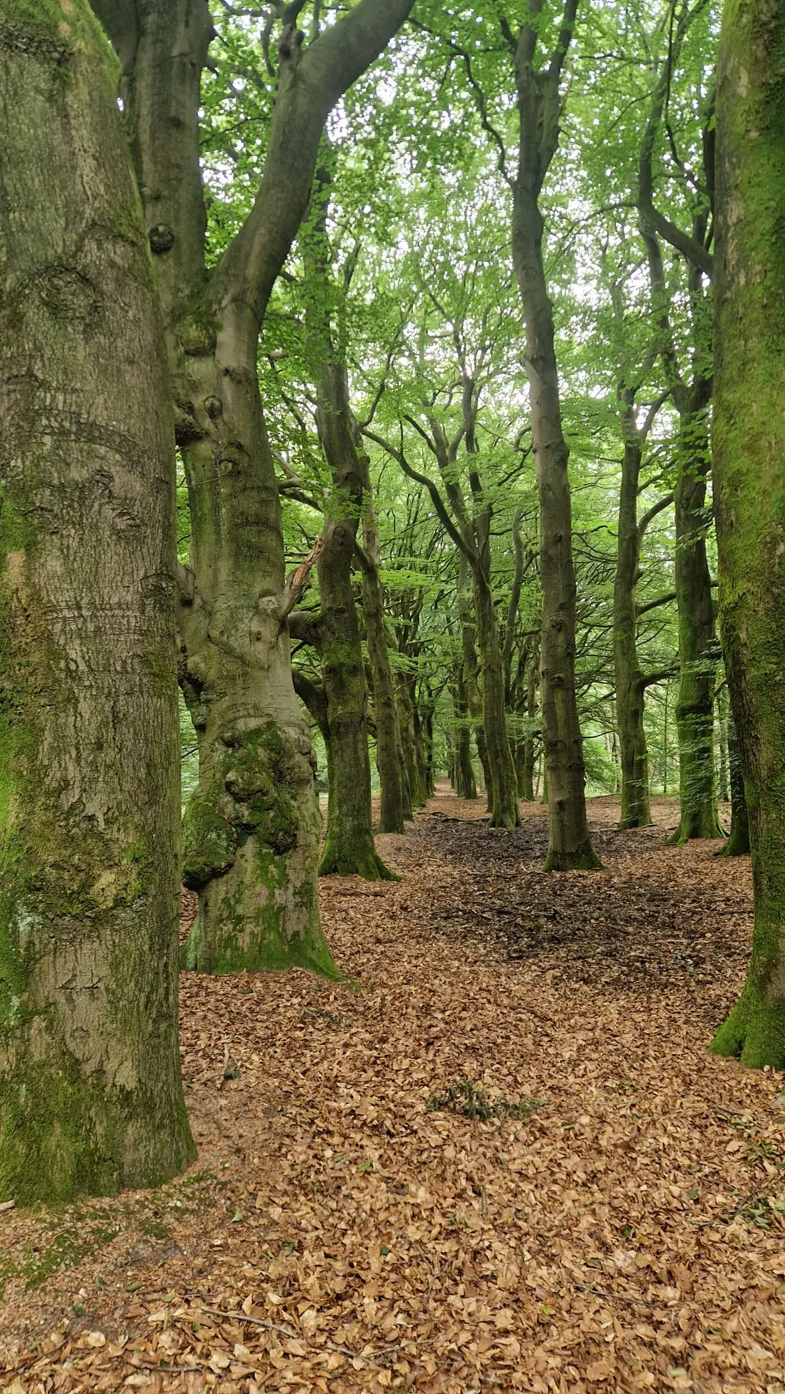 Een beukenlaantje in de bossen van de Veluwezoom, in de buurt van Velp en Rozendaal. Van deze bomen staan de wortels nog deels in de modder - Reinout van den Born