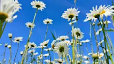 Bloemen bloeien tegen de achtergrond van een staalblauwe lucht - Jolanda Bakker
