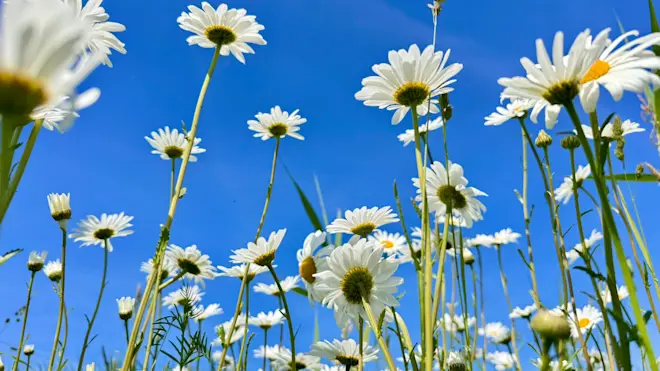 Bloemen bloeien tegen de achtergrond van een staalblauwe lucht - Jolanda Bakker