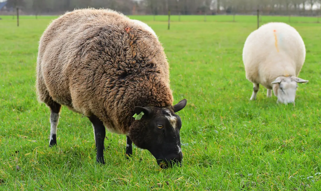 Het gras groeide de afgelopen tijd nog, maar dat zal de komende week stoppen - Cynthia van Leusden