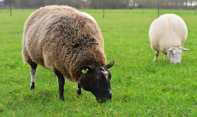 Het gras groeide de afgelopen tijd nog, maar dat zal de komende week stoppen - Cynthia van Leusden