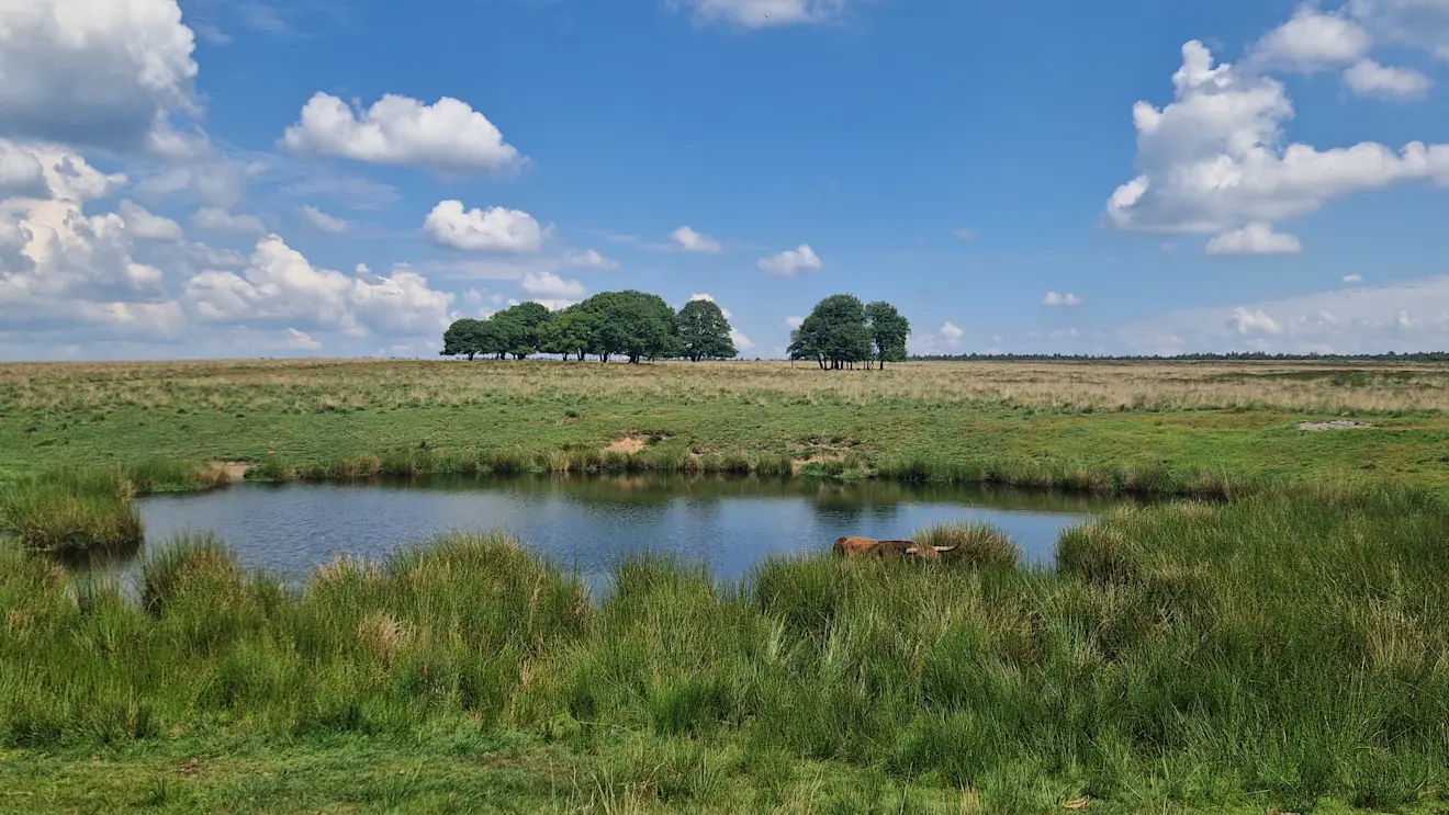 Veel meertjes staan weer vol. Foto: Reinout van den Born.