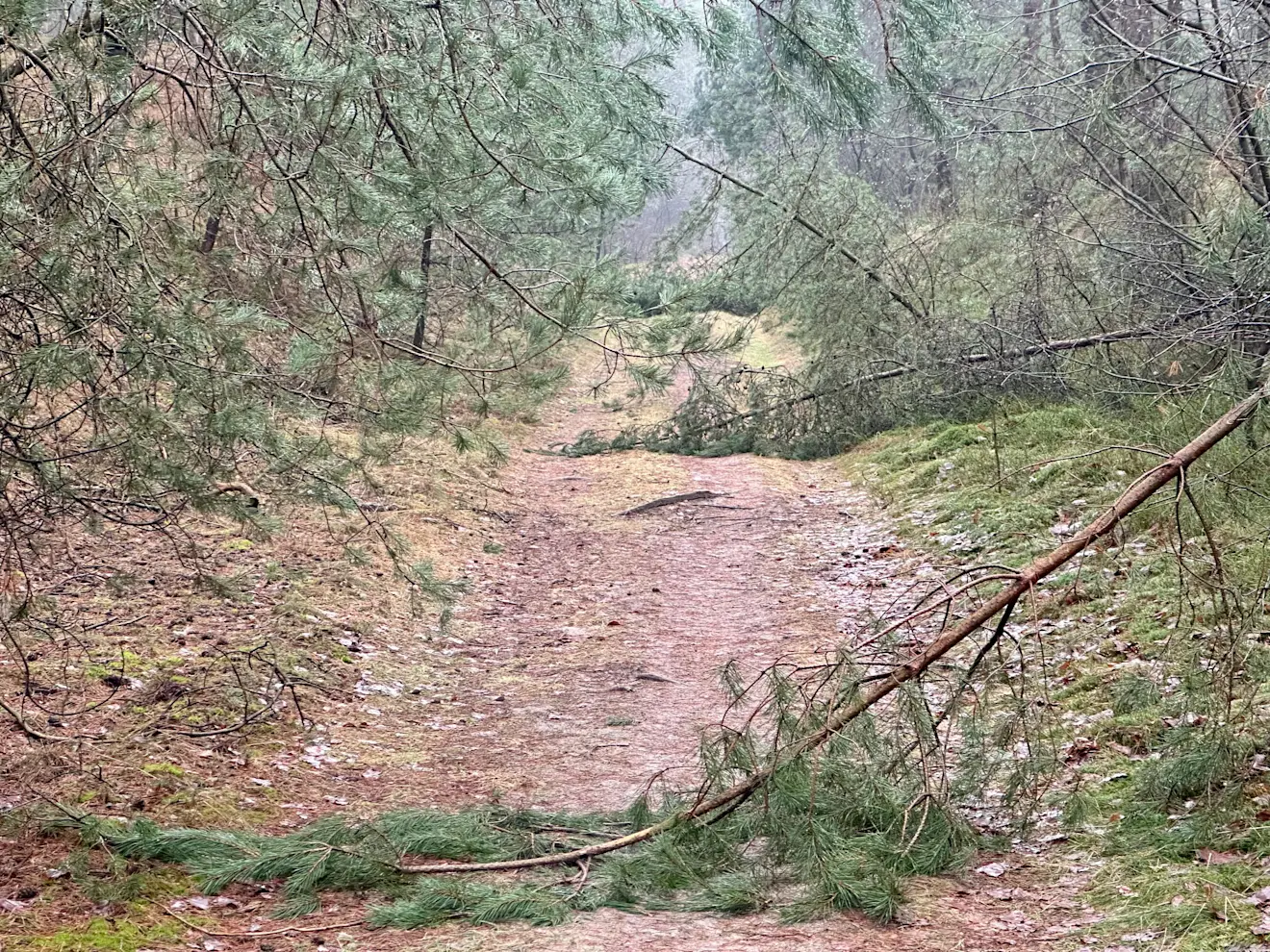Diverse dennen zijn op de Veluwe onder de last van de sneeuw geknakt - Tycho van den Born