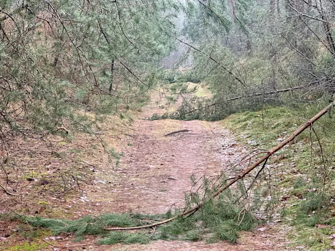 Diverse dennen zijn op de Veluwe onder de last van de sneeuw geknakt - Tycho van den Born