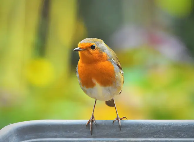 Het zijn de vogels die op dit moment nog wat kleur in de natuur brengen, zoals dit roodborstje - Cynthia van Leusden