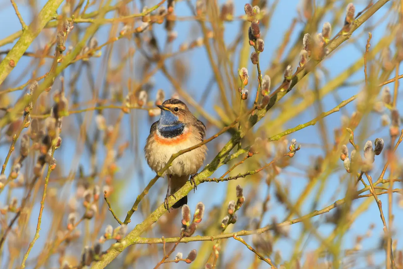 De eerste blauwborsten worden alweer gezien, zoals hier in Everdingen - Cynthia van Leusden