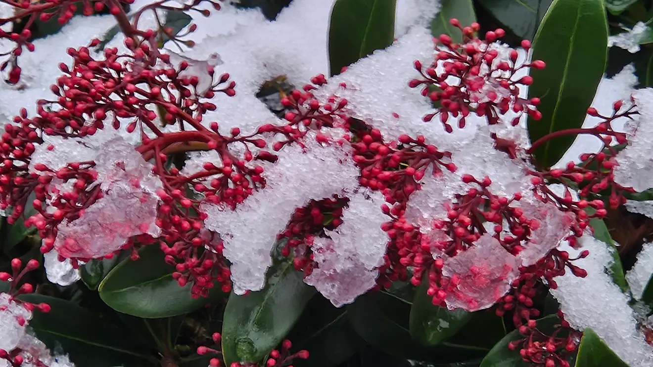 Winter en lente, het beeld van de komende tijd - Nely van Frankenhuyzen