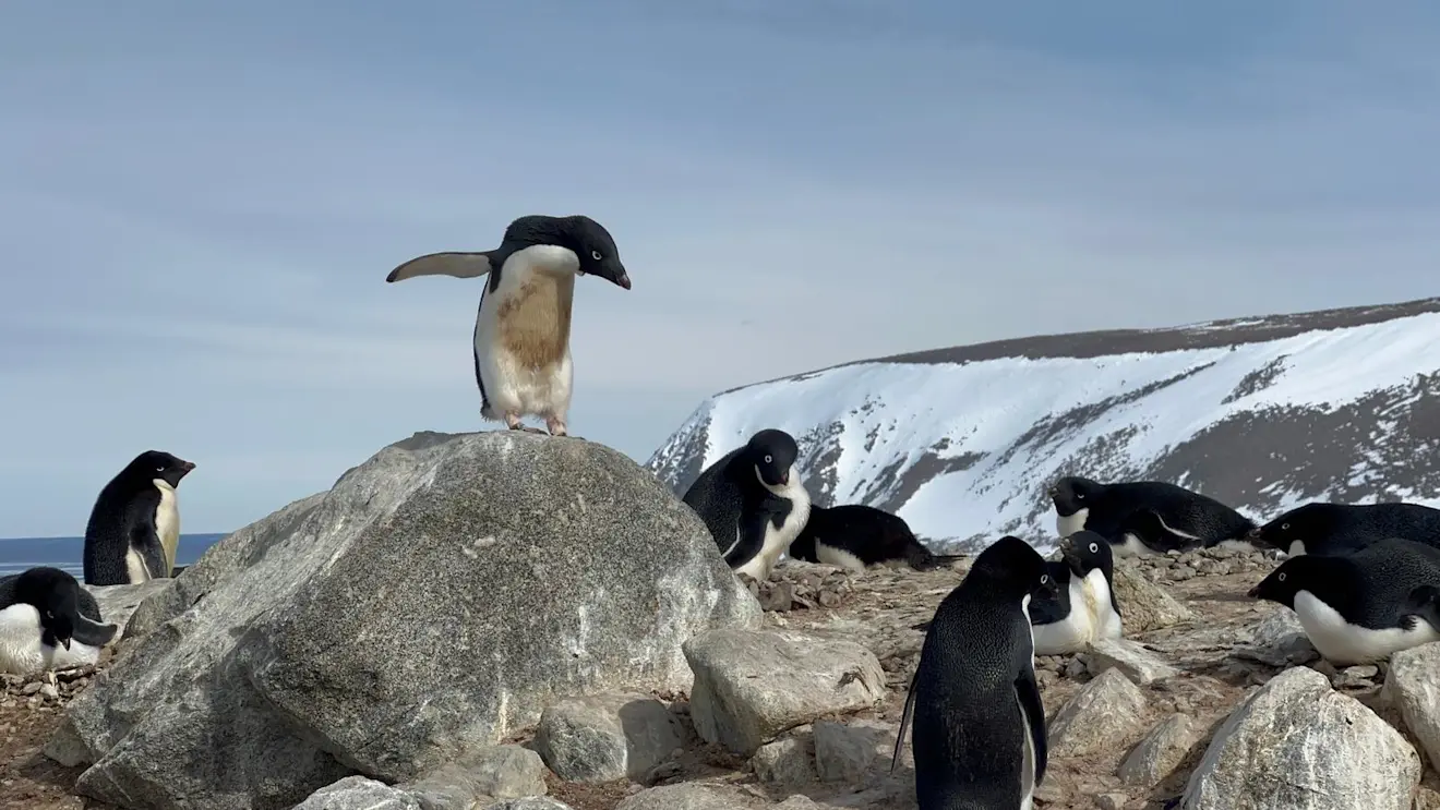 Een kolonie Pinguïns - Daan van den Broek