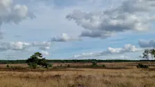 Fraai weer op de Buurlose heide, in de buurt van Radio Kootwijk - Frans Alderse Baas