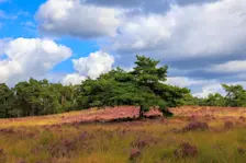 Bloeiende heide bij Hoog-Soeren - Henk Straatman