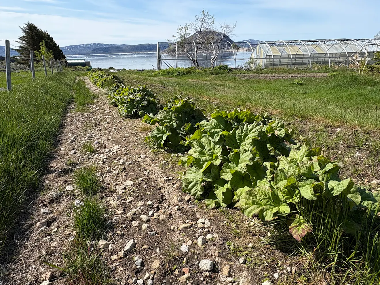 Op diverse plaatsen wordt met landbouw geëxperimenteerd - Pieter Bliek