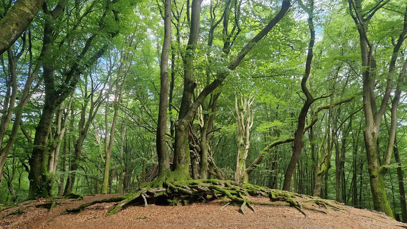 Het beukenbos bij Garderen in juni 2024 - Reinout van den Born
