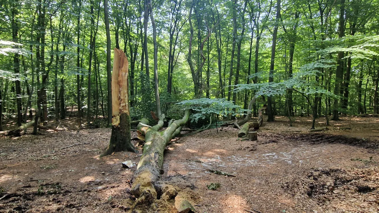 In de bossen bij Garderen - Reinout van den Born