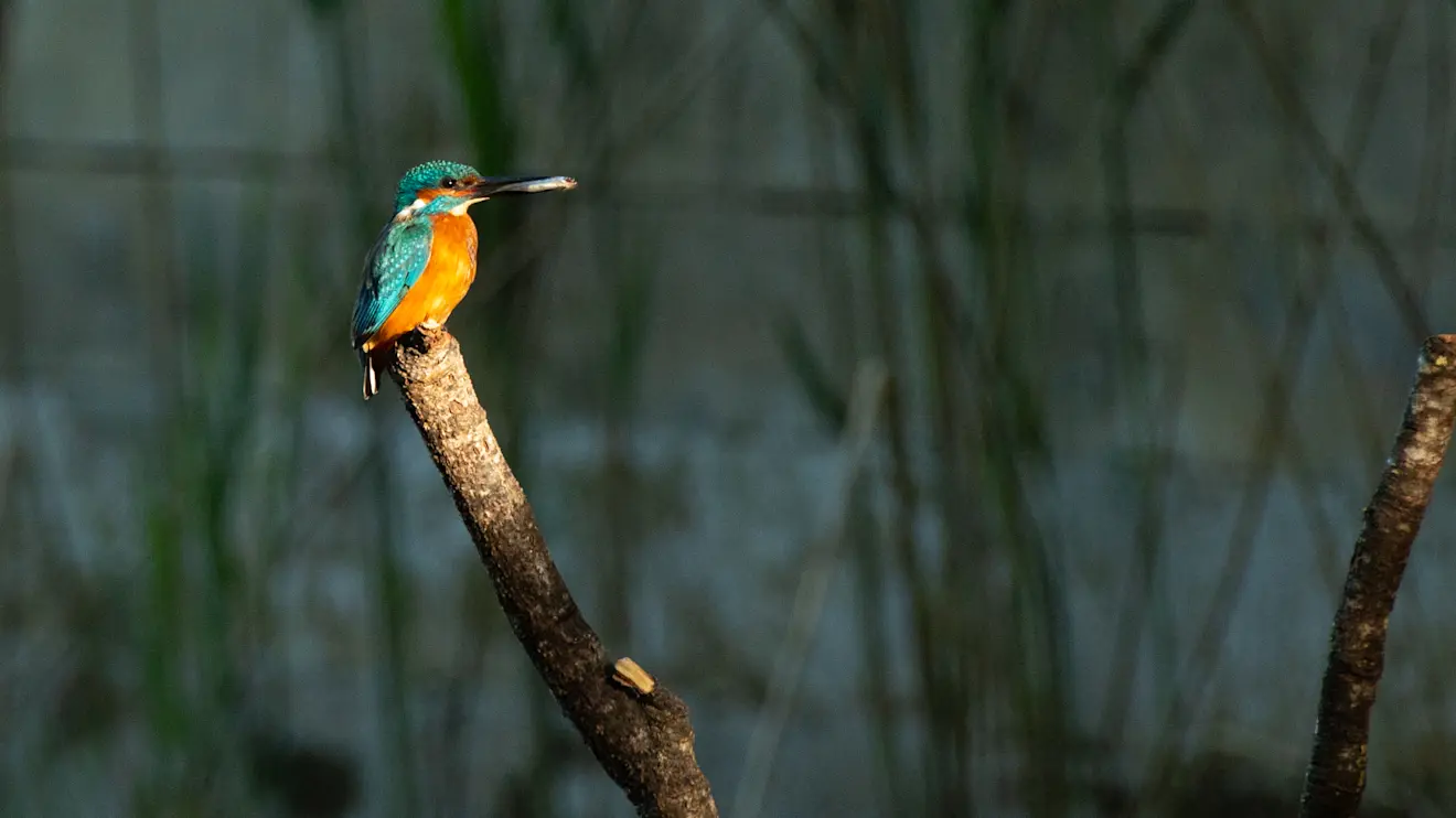 Een ijsvogel in de buurt van Geldermalsen heeft een visje gevangen - Ab Donker