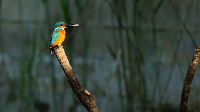 Een ijsvogel in de buurt van Geldermalsen heeft een visje gevangen - Ab Donker
