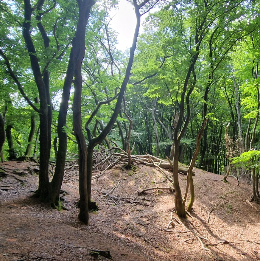 In het beukenbos bij Garderen breken steeds meer bomen af, waardoor er gaten in het bladerdak komen. Foto: Reinout van den Born.