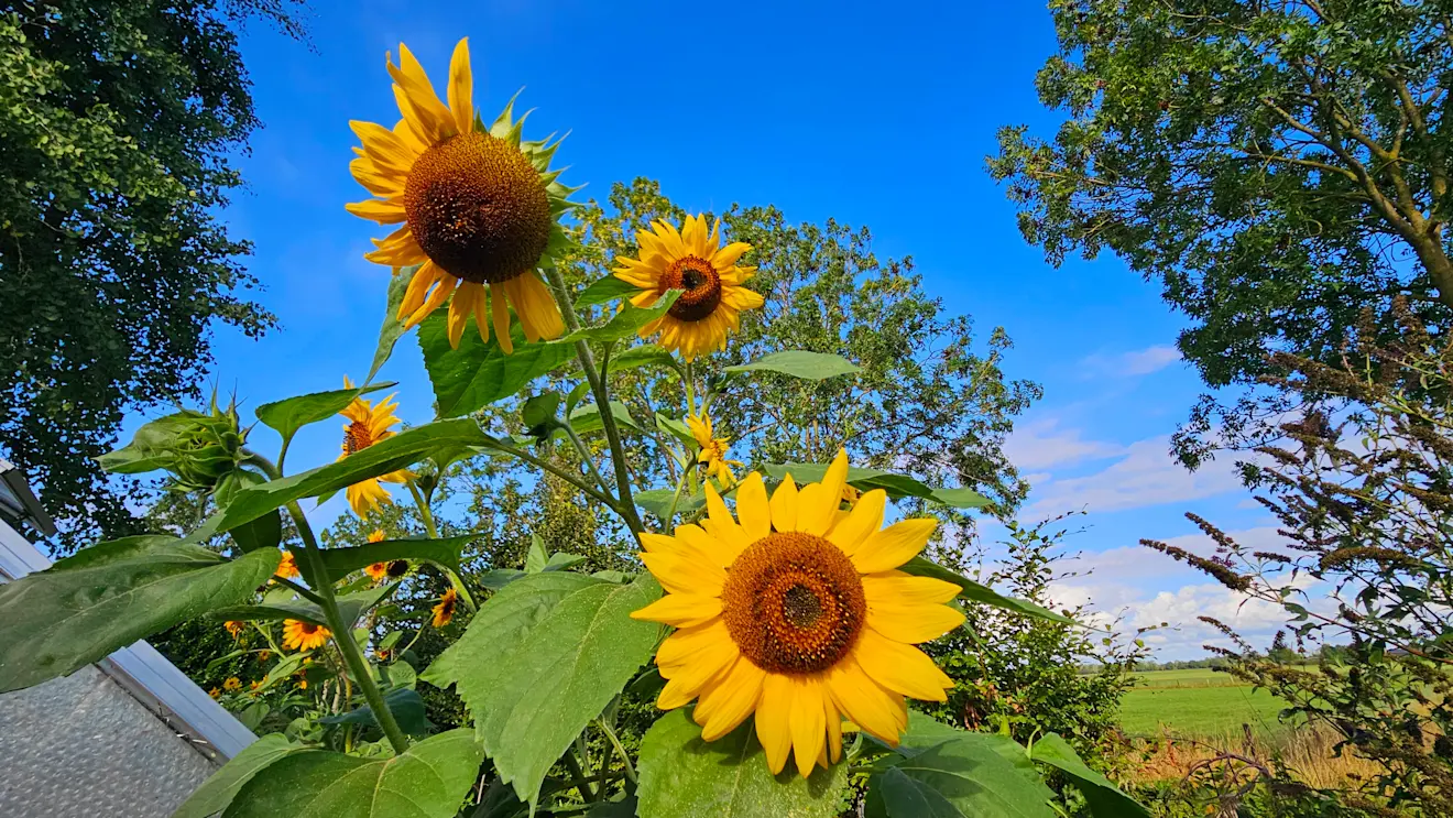 De zonnebloemen kunnen zich in de nieuwe week nog één keer laven aan de warmte - Nely van Frankenhuyzen