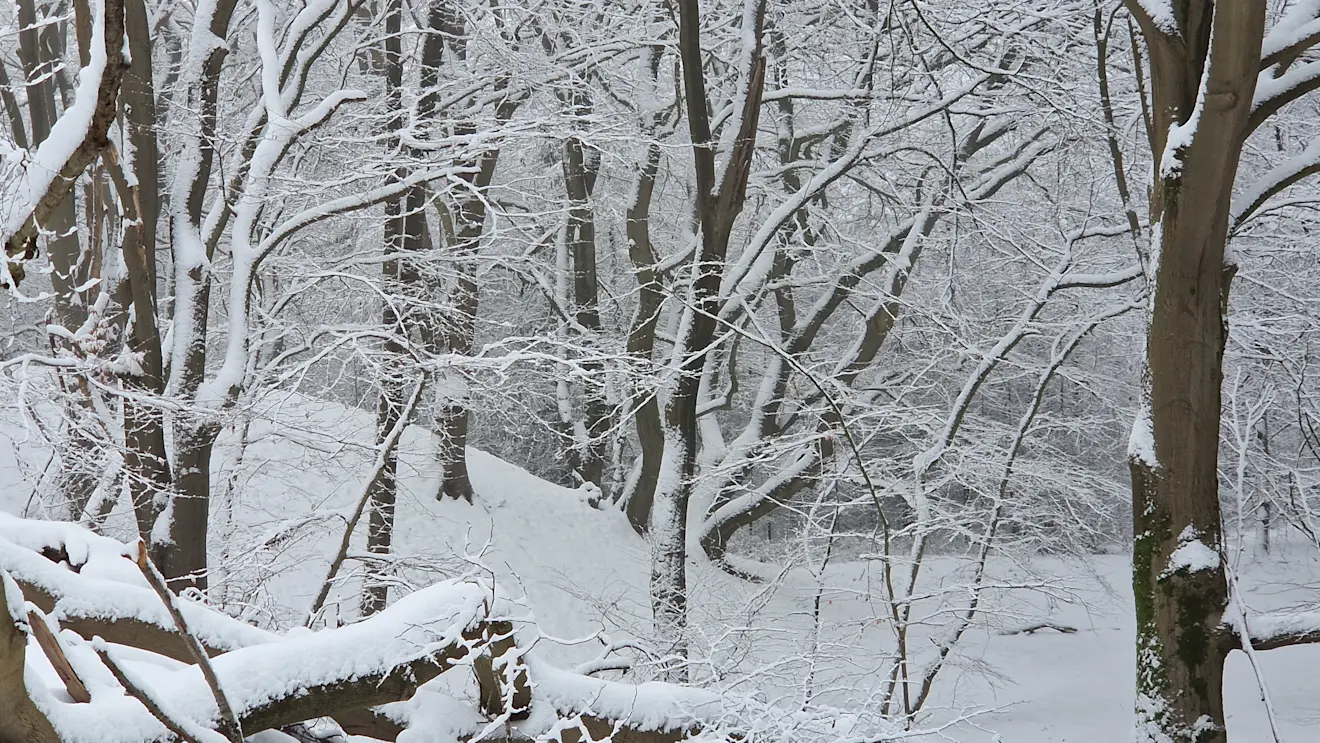 Sneeuw in het bos bij Garderen, ook eerder dit jaar. Tussen de bomen door zie je de oude duinen waarop wij als kind sleeden - Reinout van den Born