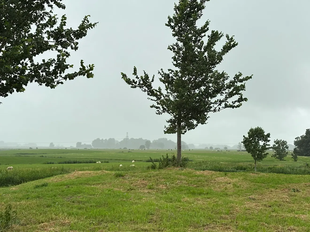 Op veel plaatsen in het noorden en oosten viel gisteren af en toe regen, tot 10 millimeter in het oosten aan toe - Stefan Bleeker