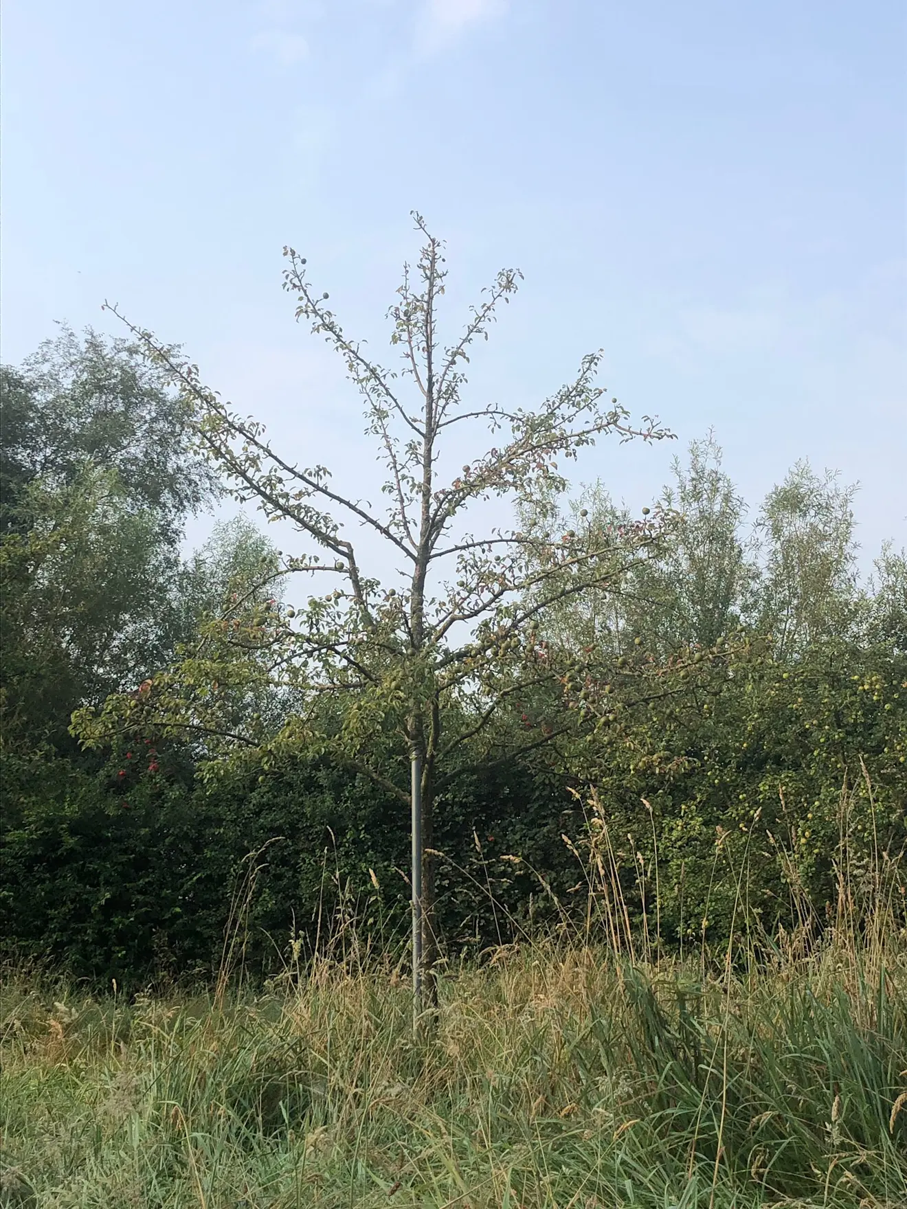 En perenboom die zijn blad verliest - Erwin Lankheet