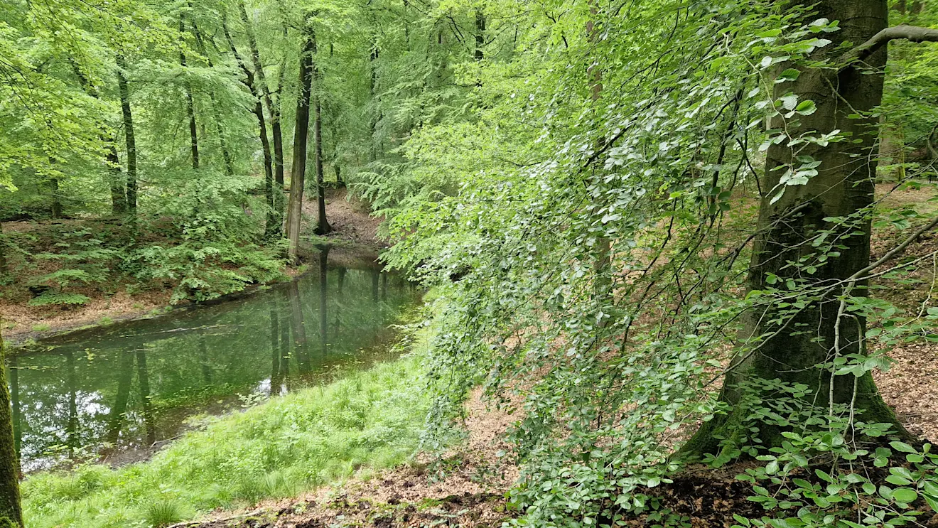 De bomen staan weer vol in blad. In de bossen is het donkerder dan voorgaande jaren en je hoort het blad aan de bomen weer ruisen. Foto: Reinout van den Born.