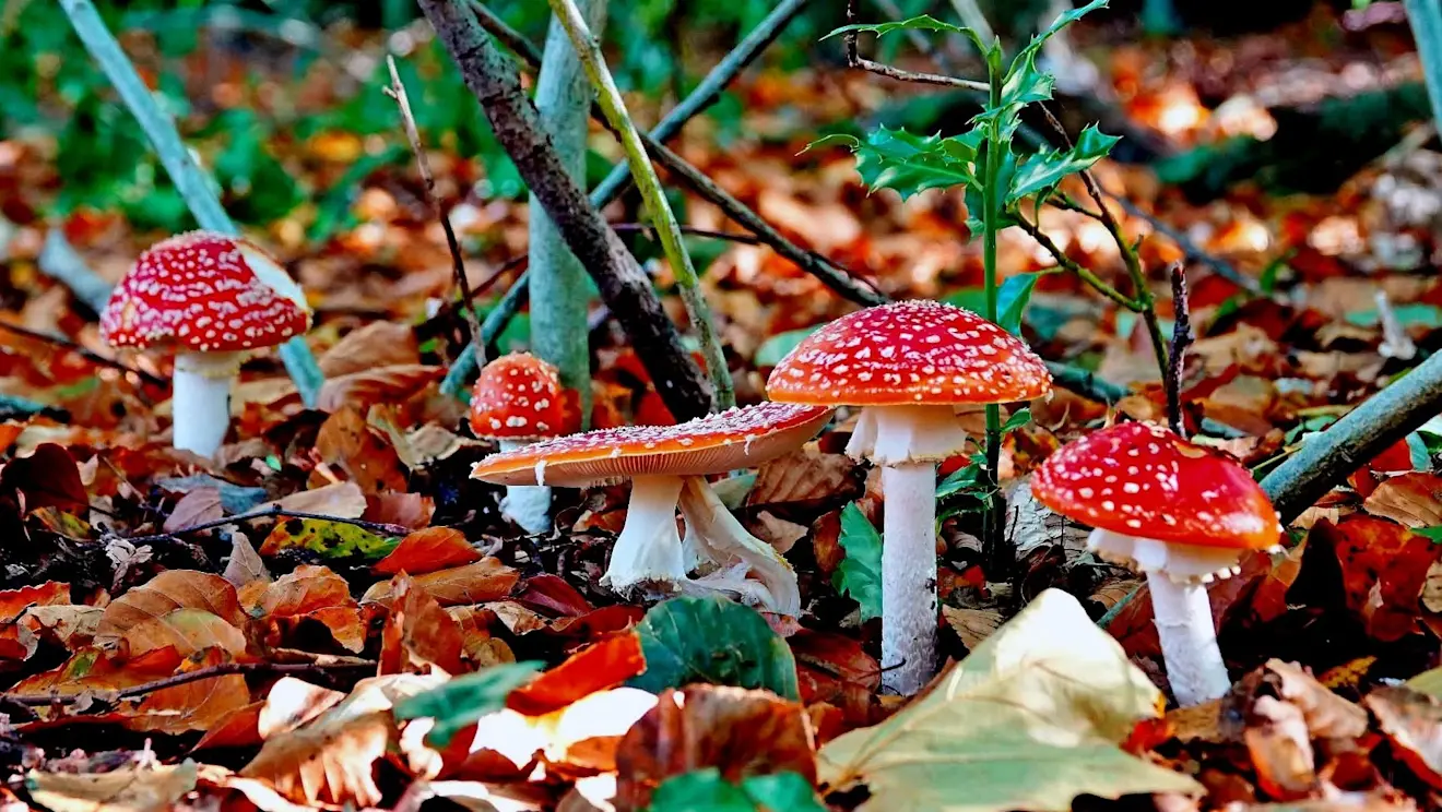 Herfstbeeld - Ton Wesselius