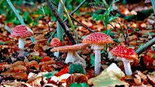 Herfstbeeld - Ton Wesselius