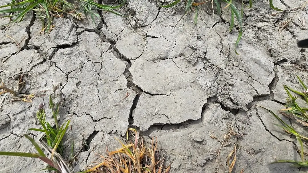 Barsten in de klei in Noordoost-Groningen wijzen op een toenemende droogte - Jannes Wiersema