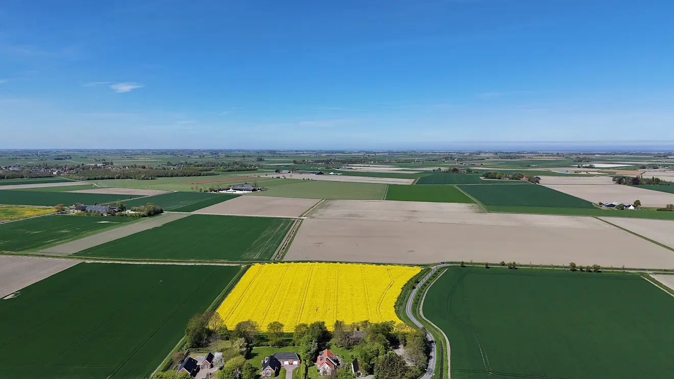Een koolzaadveld in Groningen staat in bloei - Jannes Wiersema