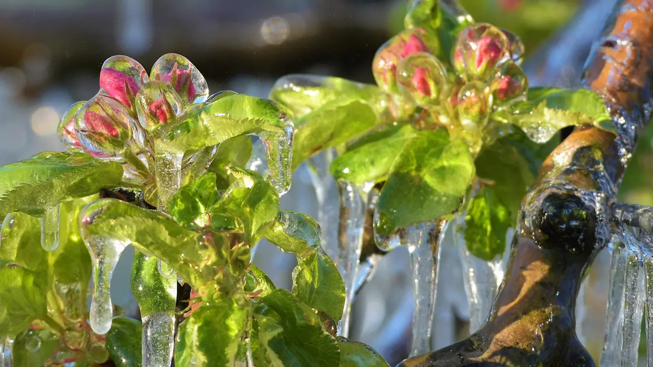 Fruitbomen worden beregend en vormen een beschermend ijslaagje om zich heen - Cynthia van Leusden