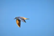 Als de avond valt langs de Lek - Cynthia van Leusden