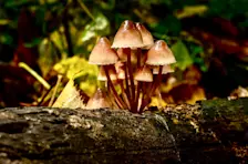 Overal in de natuur vormen zich kleine dorpjes - John Oomen