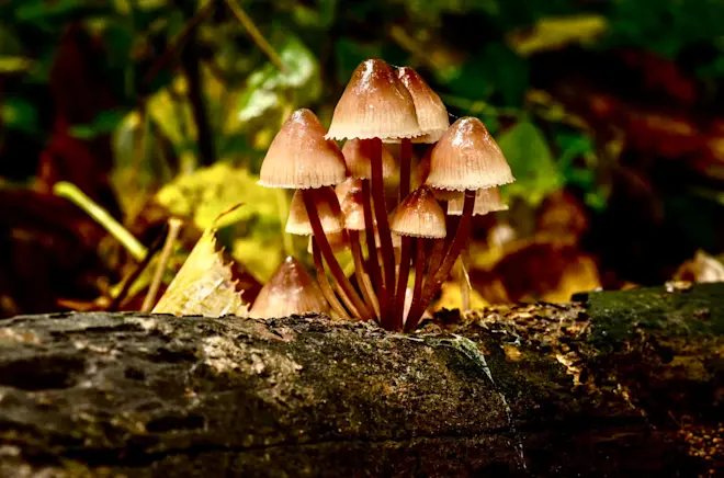 Overal in de natuur vormen zich kleine dorpjes - John Oomen