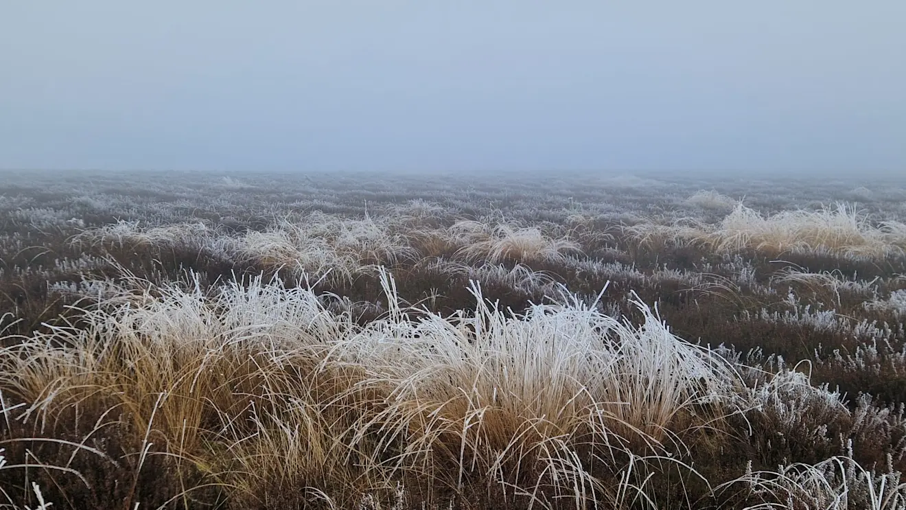 Rijp op het gras dat de heide bedekt, in de mist - Reinout van den Born