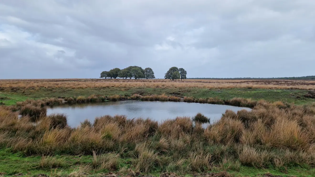 Het Hessengat op het Terletseveld ten noorden van Arnhem is het in het weekend weer helemaal vol geregend. De natuur kon het vele regenwater, er viel tot 100 millimeter, goed aan - Reinout van den Born