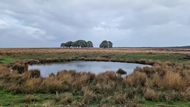 Het Hessengat op het Terletseveld ten noorden van Arnhem is het in het weekend weer helemaal vol geregend. De natuur kon het vele regenwater, er viel tot 100 millimeter, goed aan - Reinout van den Born
