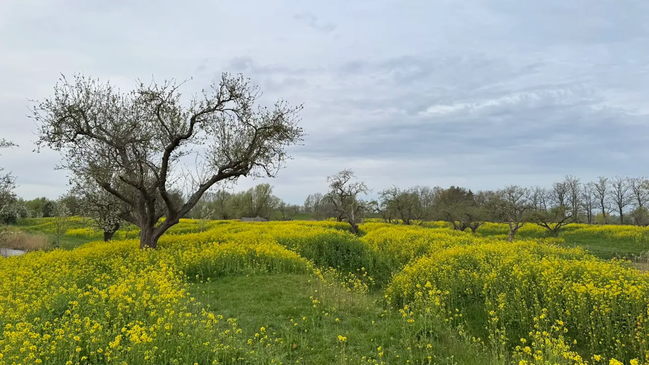 Het raapzaad staat in bloei - John Oomen