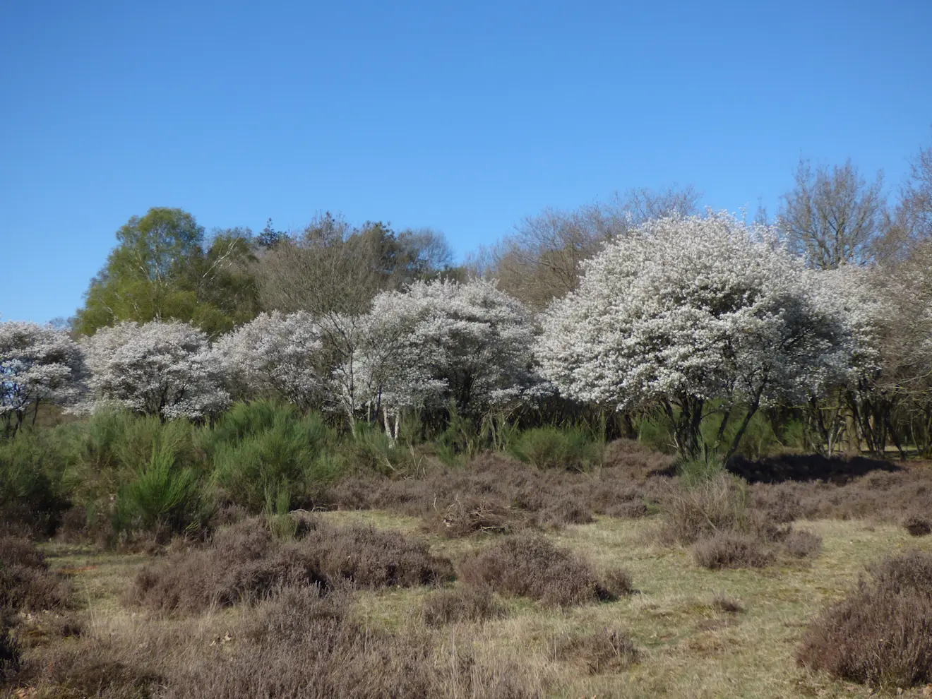 Lente op de Hilversumse heide - Chris Meewis
