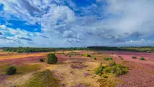 De bloeiende heide bij Exloo - Hans van Loenen