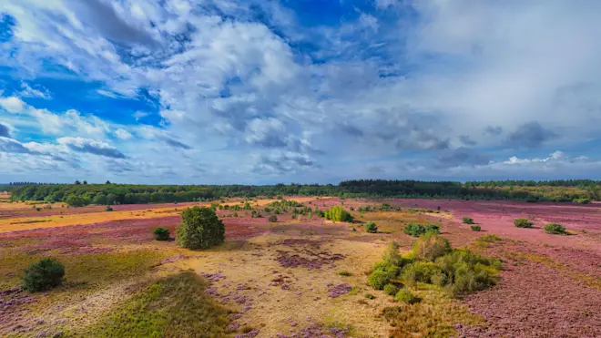 De bloeiende heide bij Exloo - Hans van Loenen