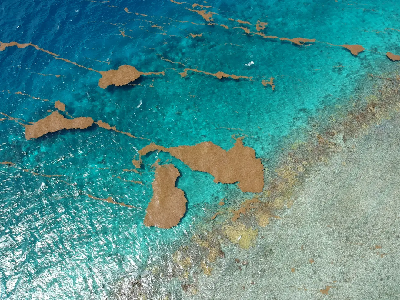 Kleinere velden met bruinwier op het water in de buurt van Puerto Rico - Elviajedejen