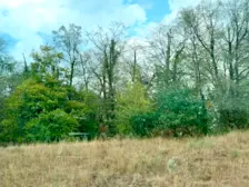 Zieke bomen in de Elzas - Tycho van den Born