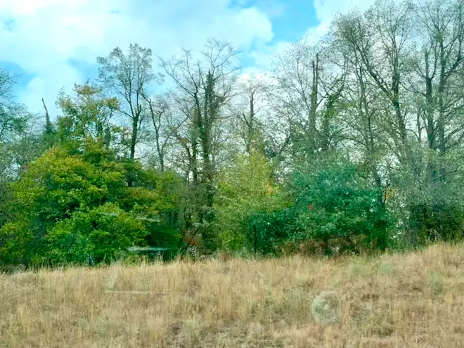 Zieke bomen in de Elzas - Tycho van den Born