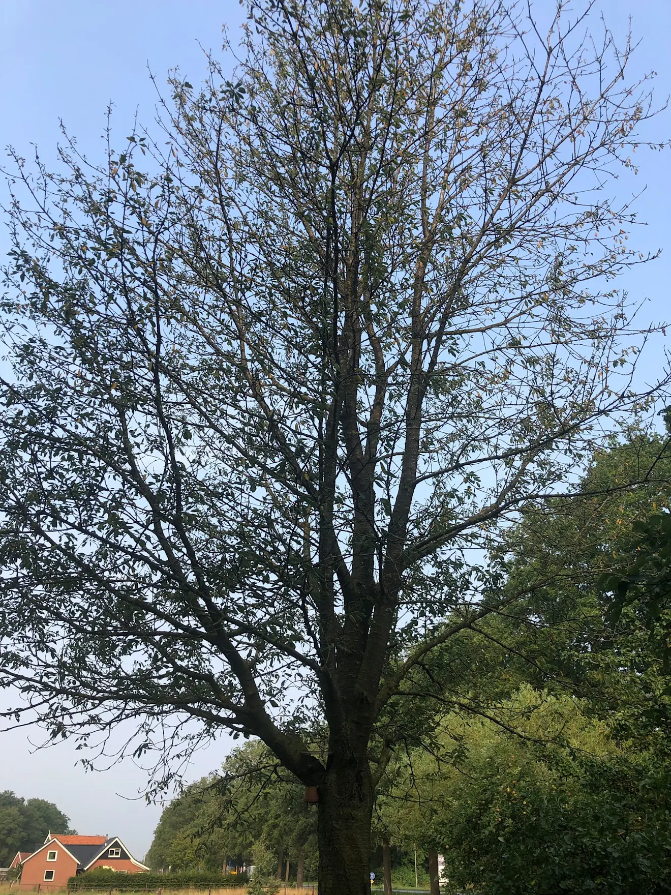 Een Udense Spaanse kersenboom, heeft zijn blad grotendeels verloren - Erwin Lankheet