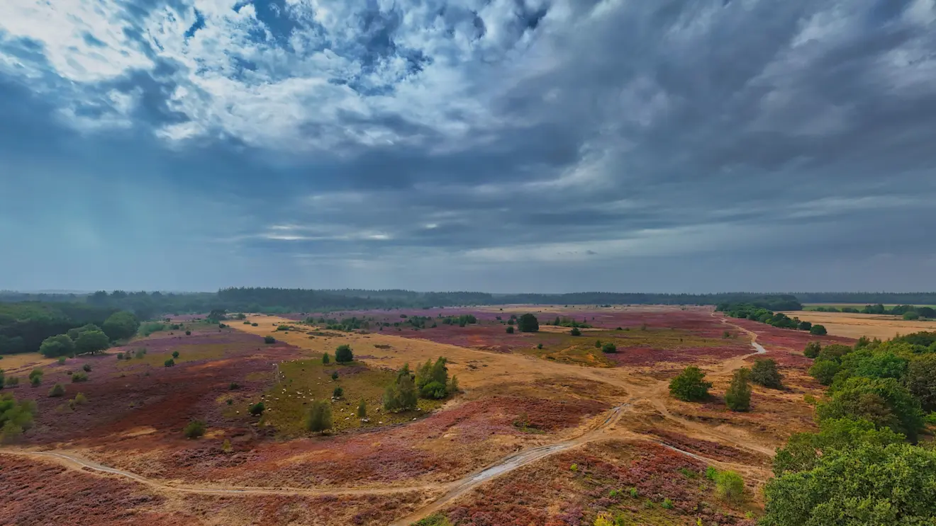 Bloeiende en verdroogde heide tegelijkertijd, in de buurt van Exloo - Hans van Loenen