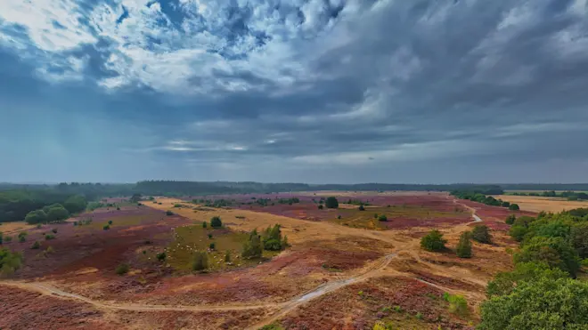 Bloeiende en verdroogde heide tegelijkertijd, in de buurt van Exloo - Hans van Loenen